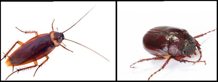 June Bug Vs Cockroach