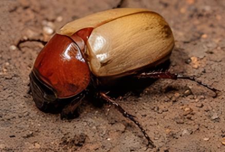 Masked Chafer