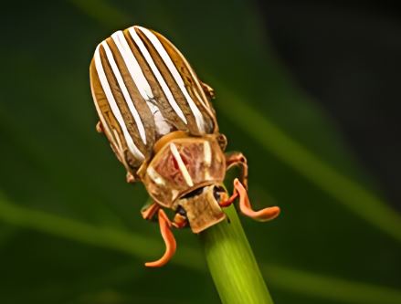 Ten-lined June Beetle (Polyphylla decemlineata)