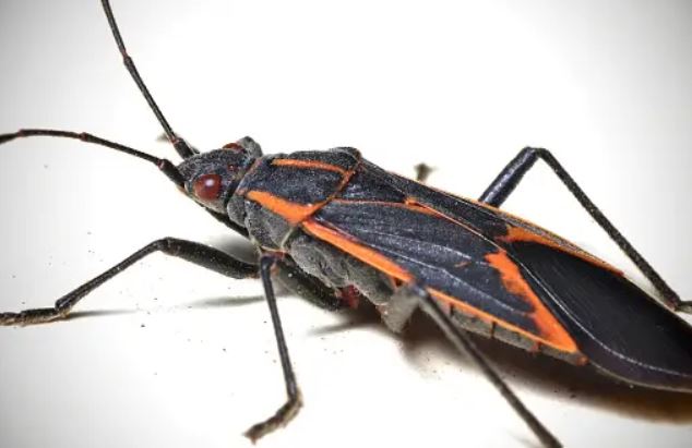 Boxelder Bug