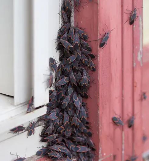 Boxelder Bugs