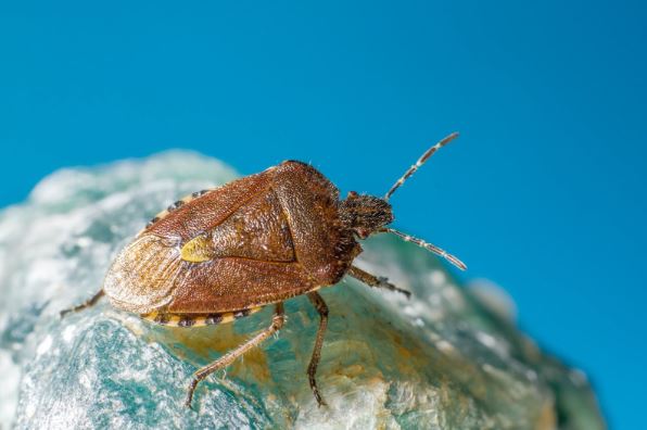 Stink Bugs